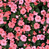 texture fleurs rose